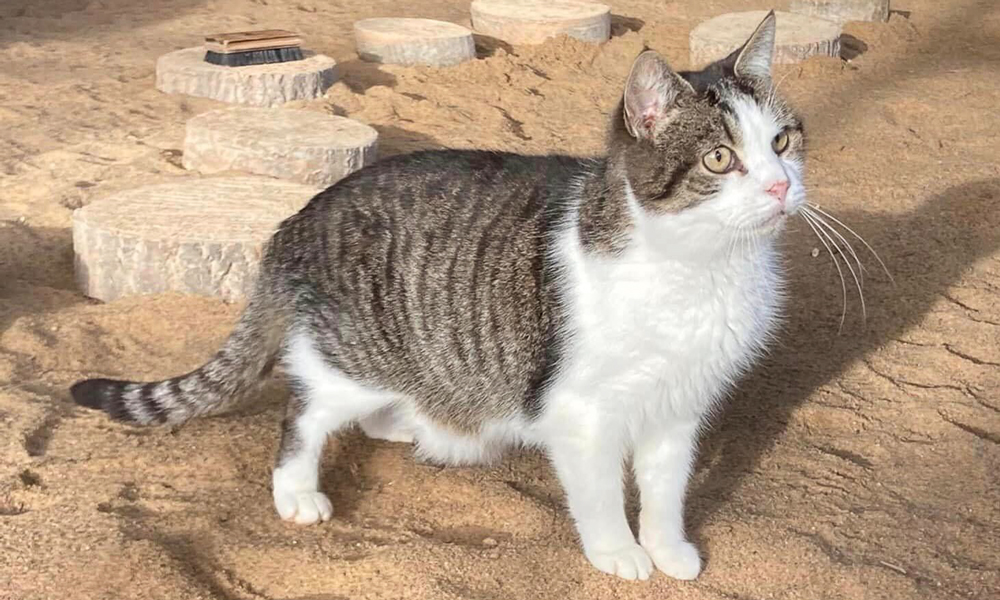 Kot szary pręgowany z białym na tle piasku.