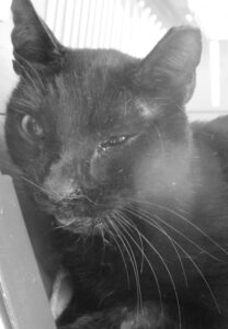 Kot czarny, głowa na tle białej ściany