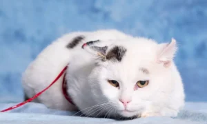 Kocur Micek ok 4 lata szuka nowego domu