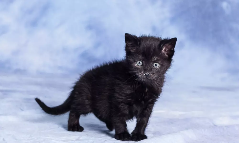 Czarny mały kot na niebieskim tle