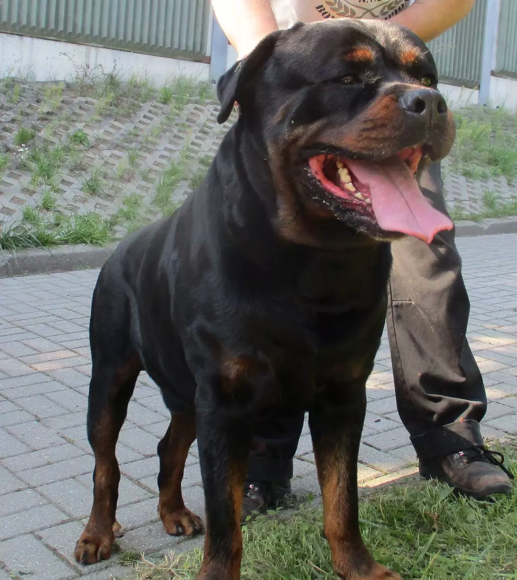 Duży pies rottweiler