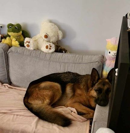 Pies owczarek niemiecki nA sofie