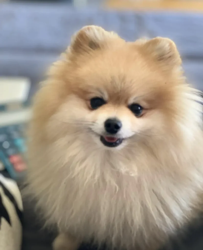 Szpic miniaturowy, pomeranian biszkoptowy