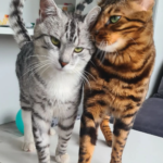 dwa koty szary i rudy