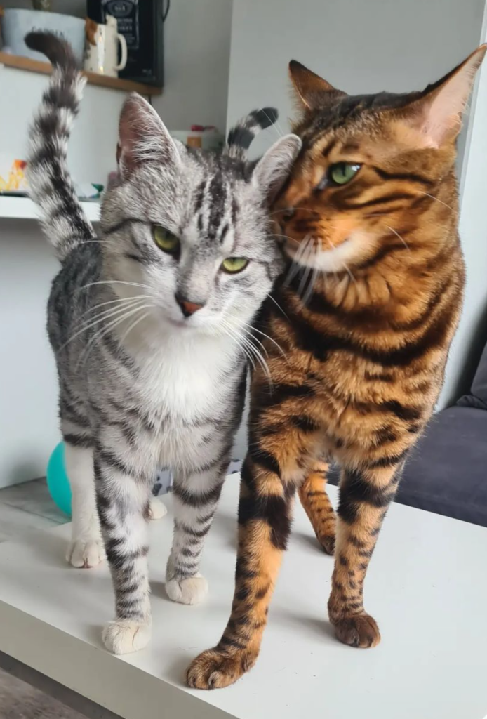 dwa koty szary i rudy