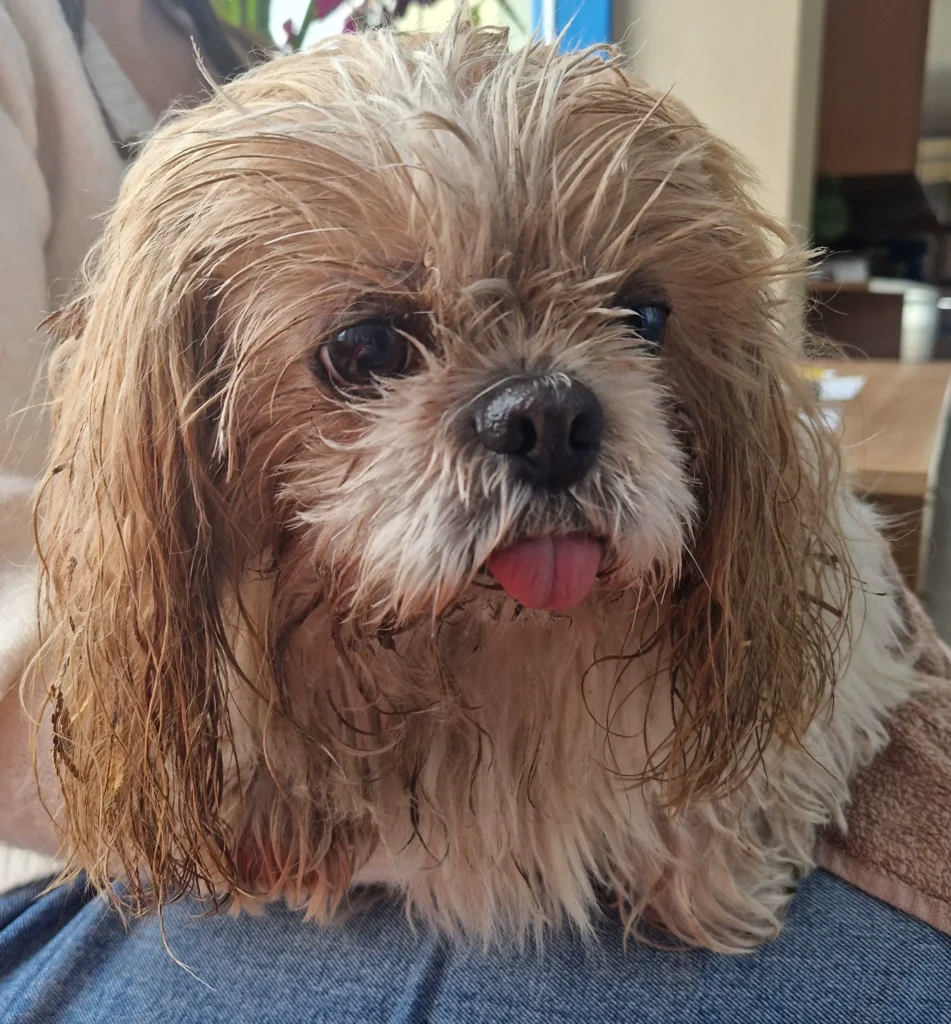 mały w typ. SHIH-TZU beżowo-biały