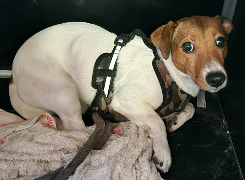 pies w typ. JACK RUSSEL TERRIER biało-brązowy