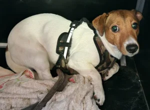 pies w typ. JACK RUSSEL TERRIER biało-brązowy