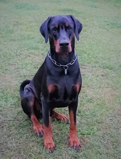 DUŻY CZARNO-PODPALANY DOBERMAN