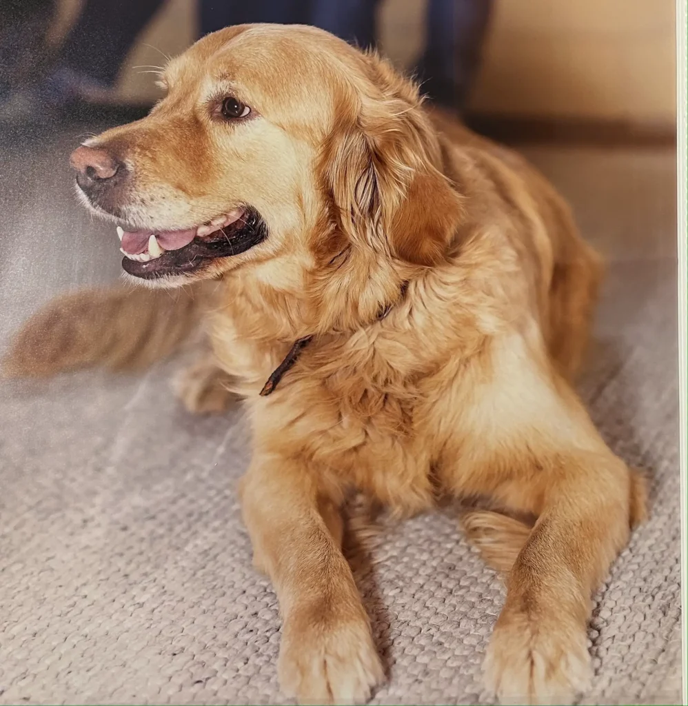 duży pies Golden Retriever.