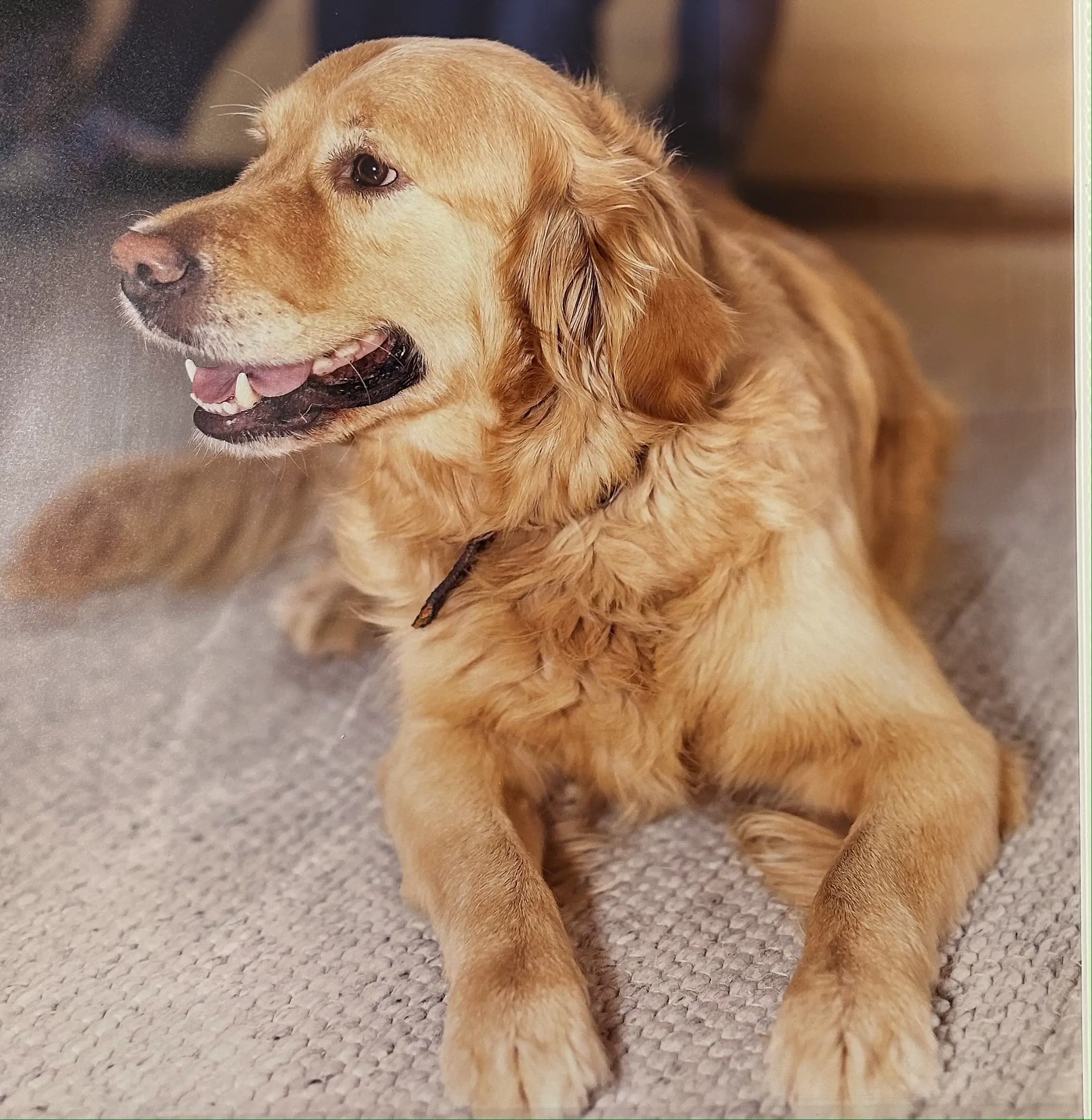 duży pies Golden Retriever.