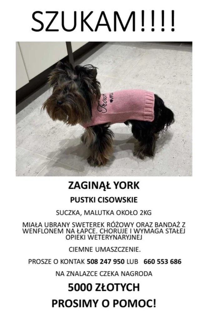 Zaginęła suczka Yorka