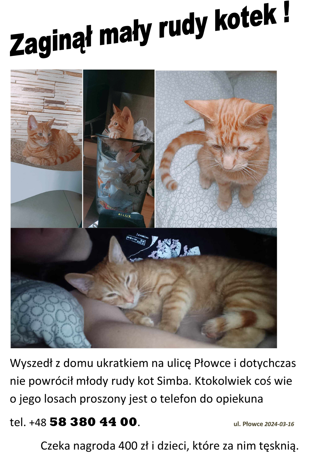 Obwieszczenie-o-zaginieciu-kota