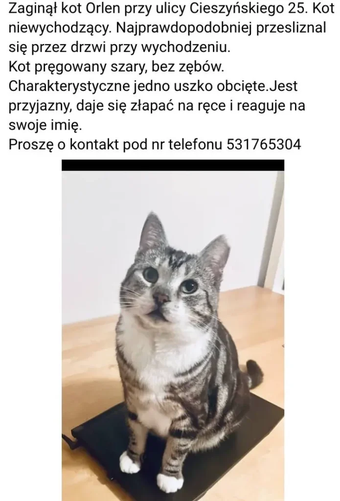dorosły szaro-pręgowany kot