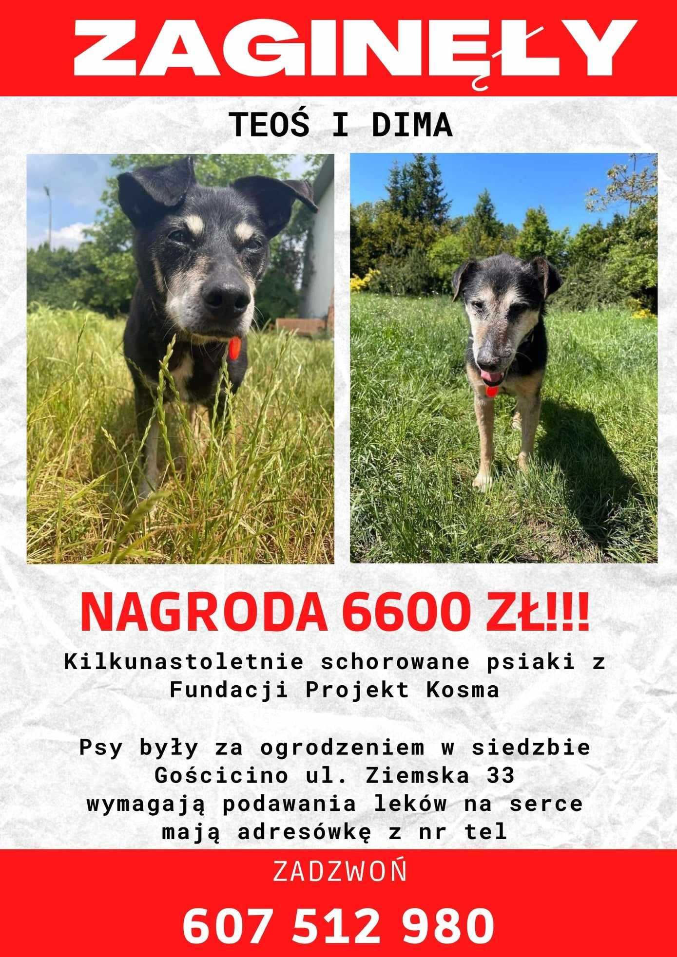 Ogłoszenie - Teoś i Dima