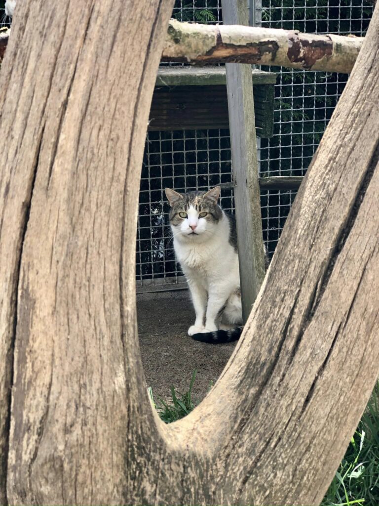 448595883_454477370774085_4449698314790495916_n-768x1024