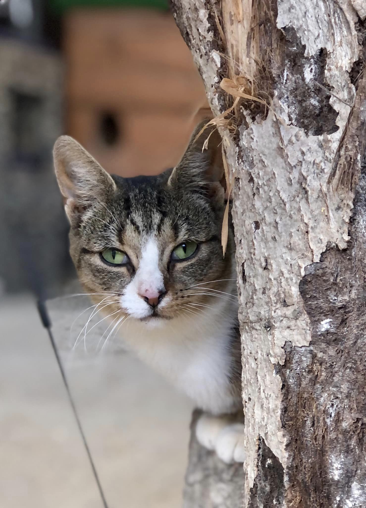 466018046_549894371232384_6812564030021746224_n