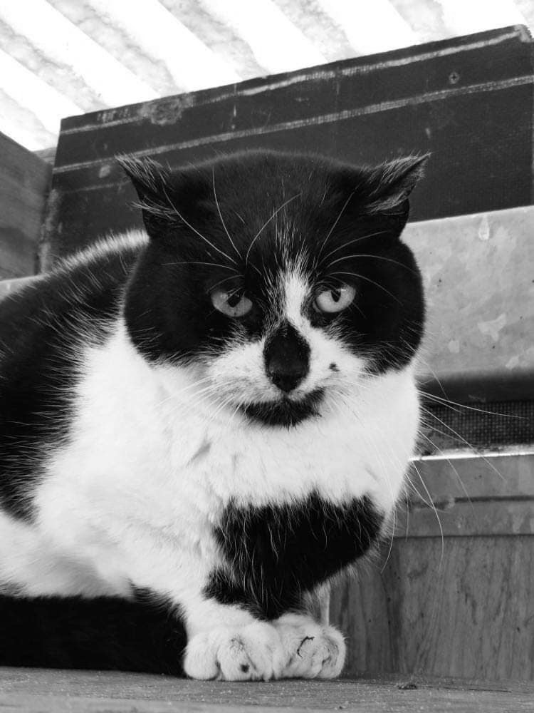 391515003_298452296376594_872221239566622543_n