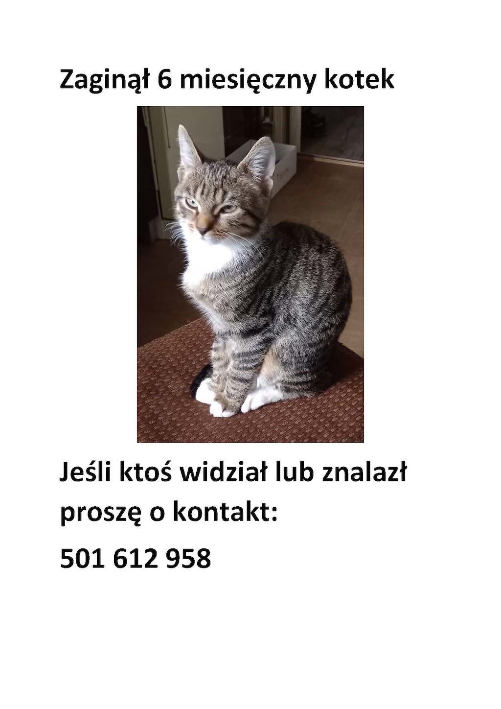 Zaginął 6 miesięczny kotek