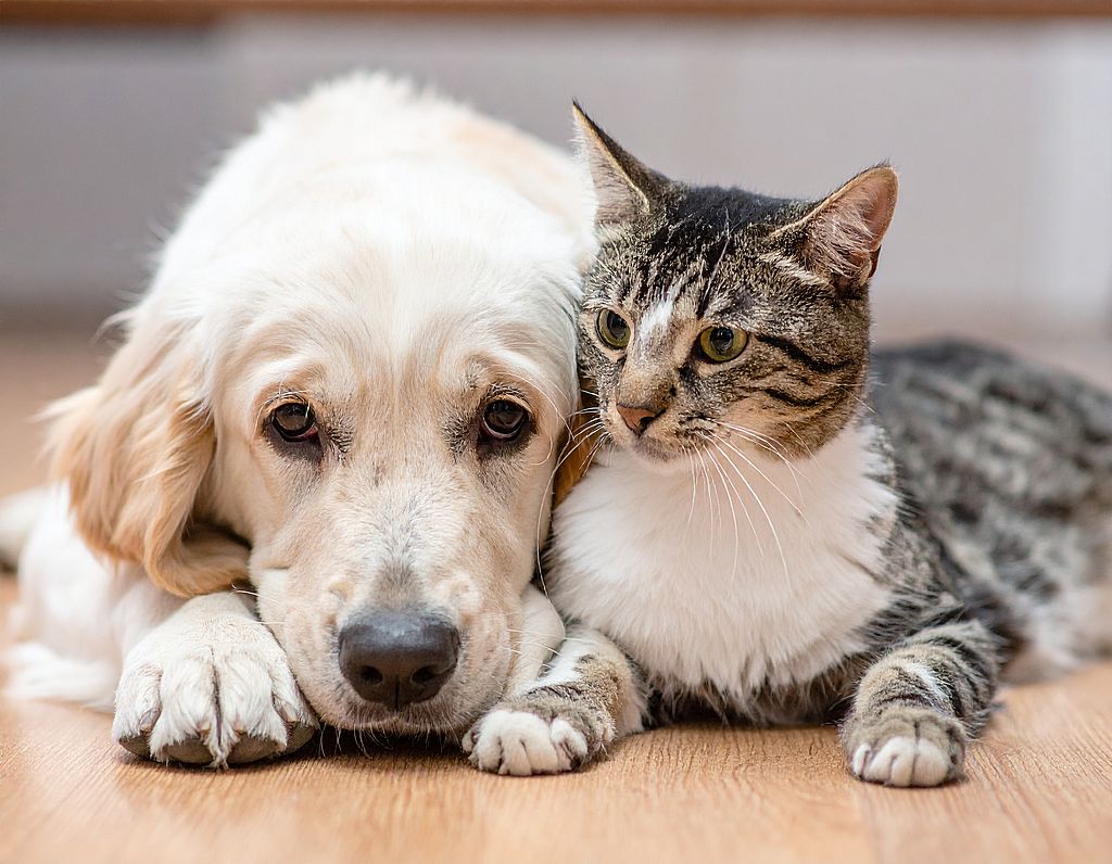 Firefly lazy cat and dog 194550