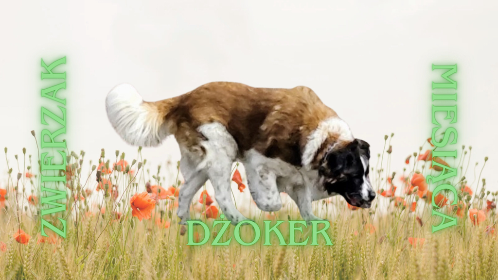 ZWIERZAK - 1