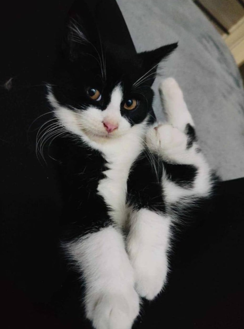 olaf1