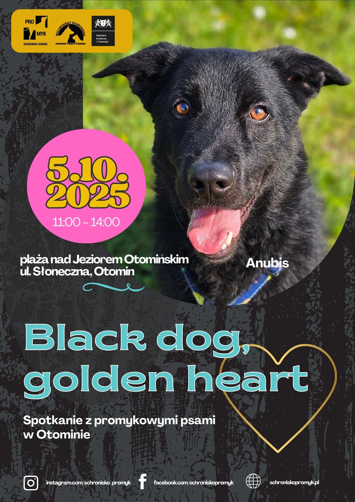 Black dog, golden heart(A4)