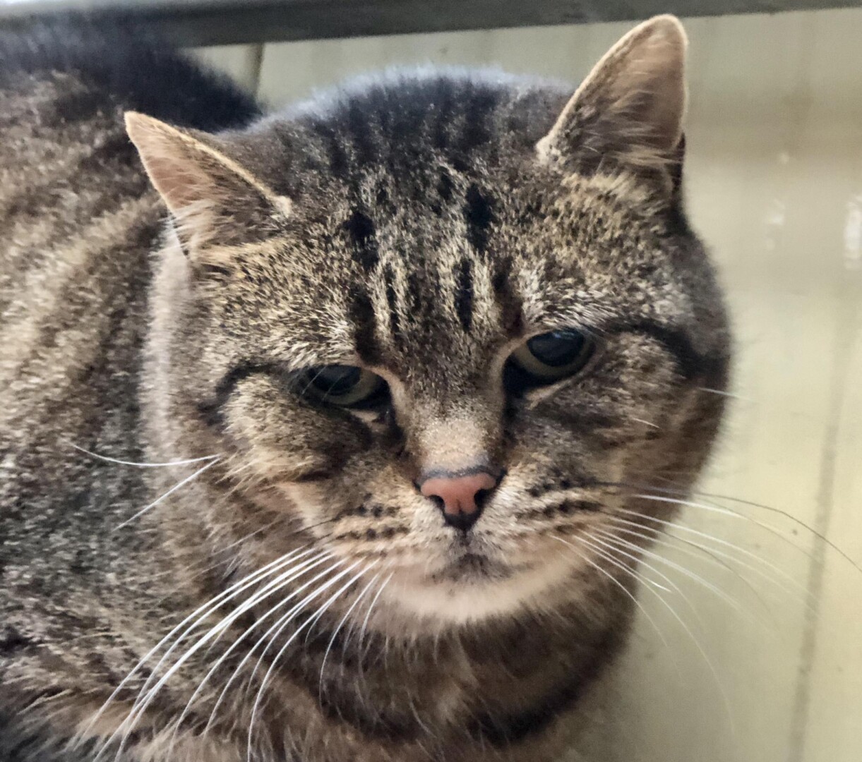 585700216_847561978132287_9113778361195210853_n