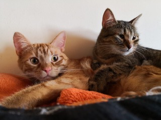 27655162_1648575825234127_8323616889916329819_n