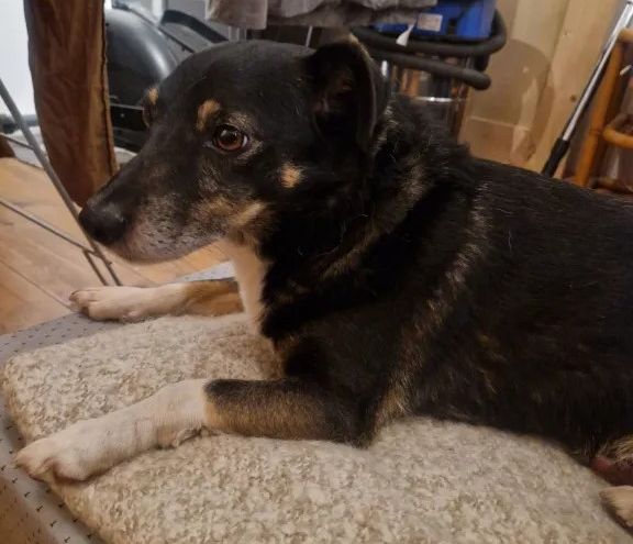 4199757-Znaleziono-pieska-w-Gdansku-Oliwa-Kwietna__kr