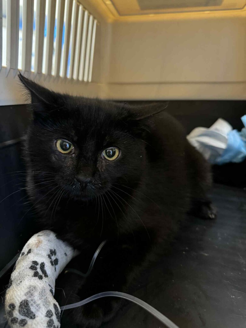 att.XD3nBPuS_onYRdyLEiZ6NOmVqngKR0QkSuBvFTWOW14