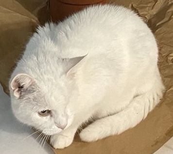 Licho_02