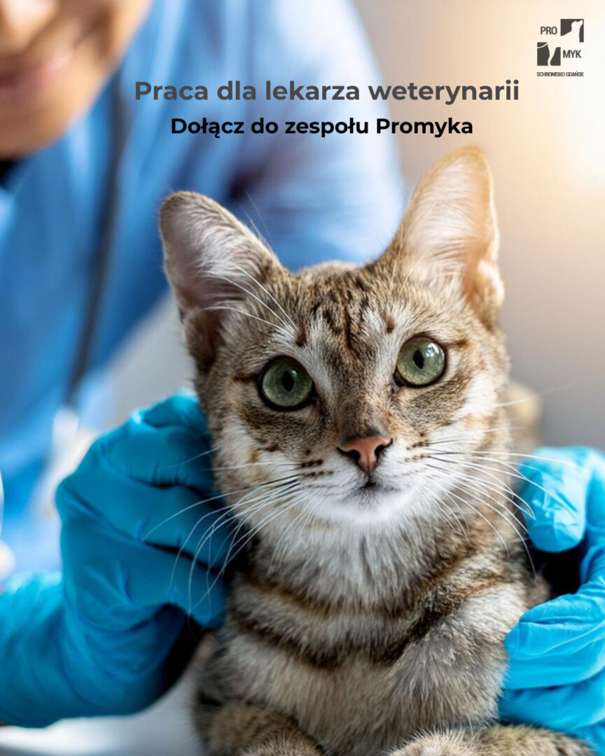 nowa kolekcjaTrwają programy pomocy dla kotów-2