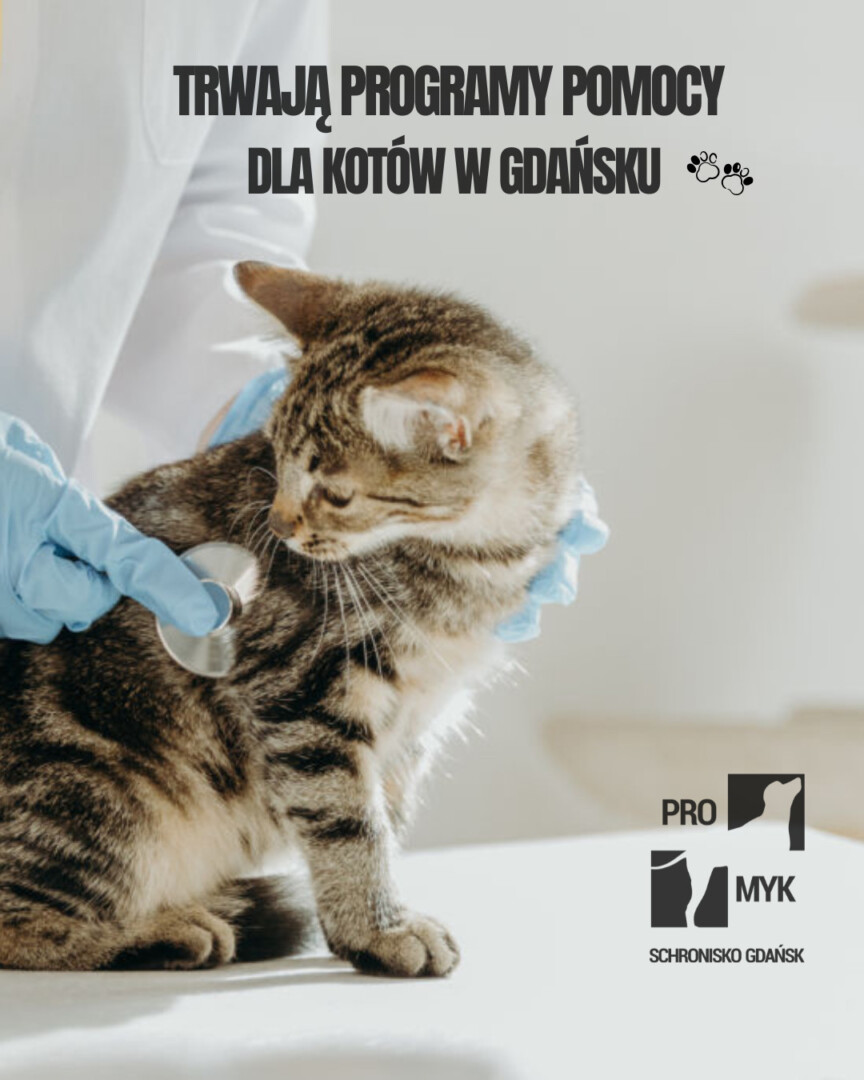 nowa kolekcjaTrwają programy pomocy dla kotów