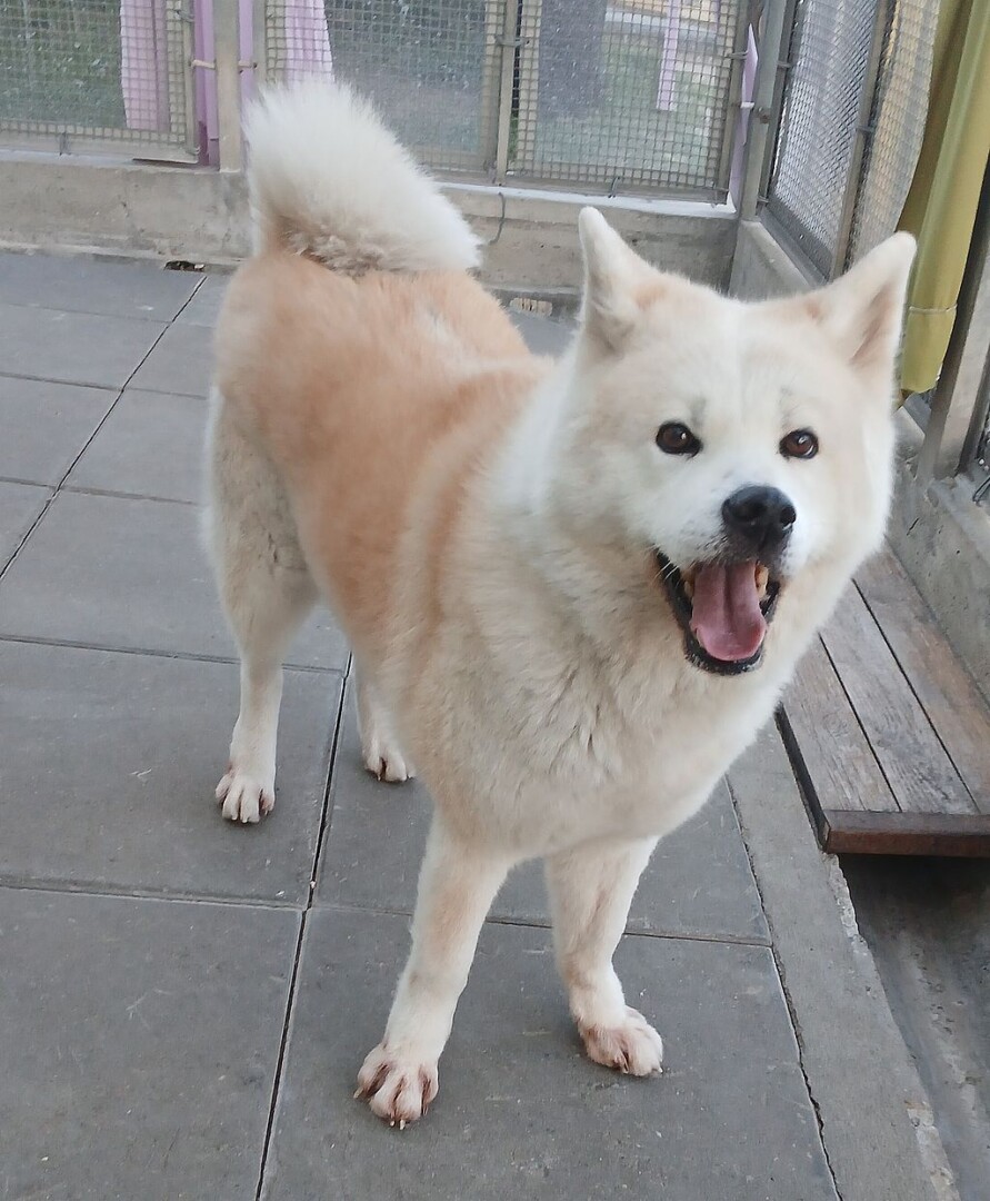 sunia