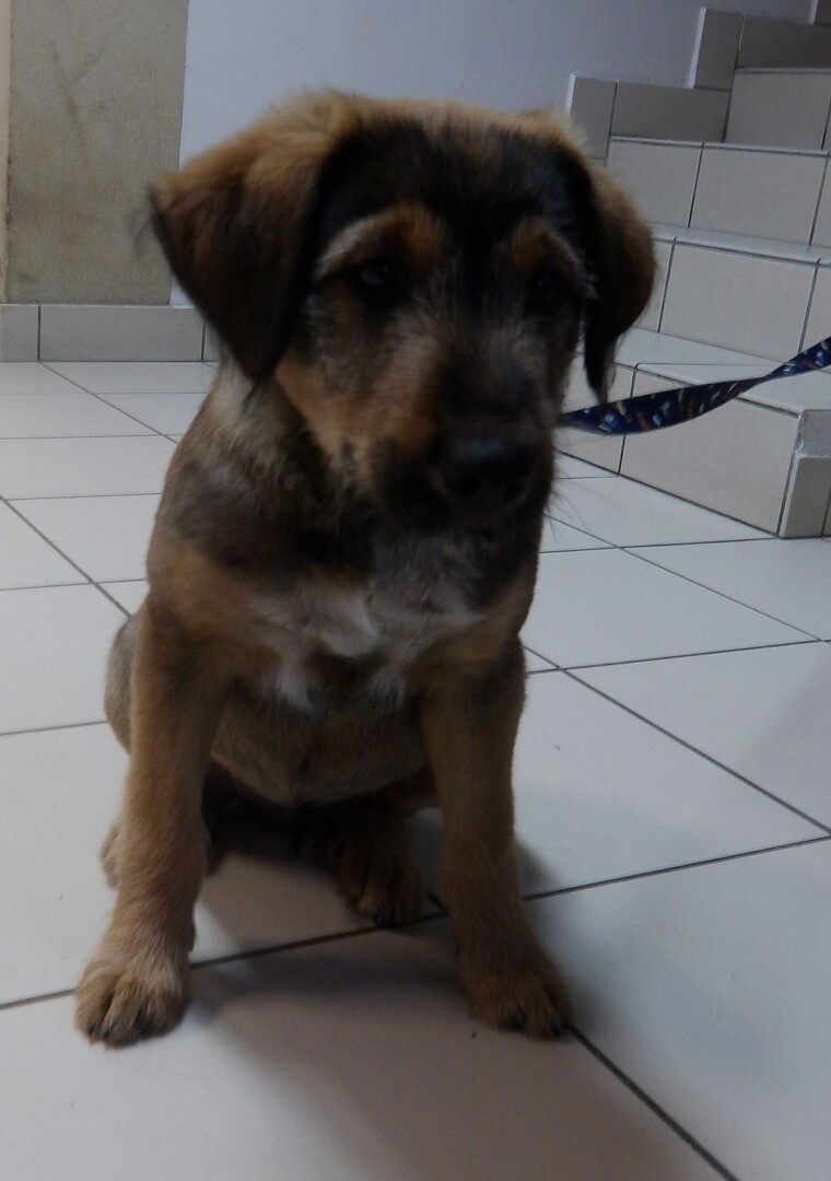 PIXEL
