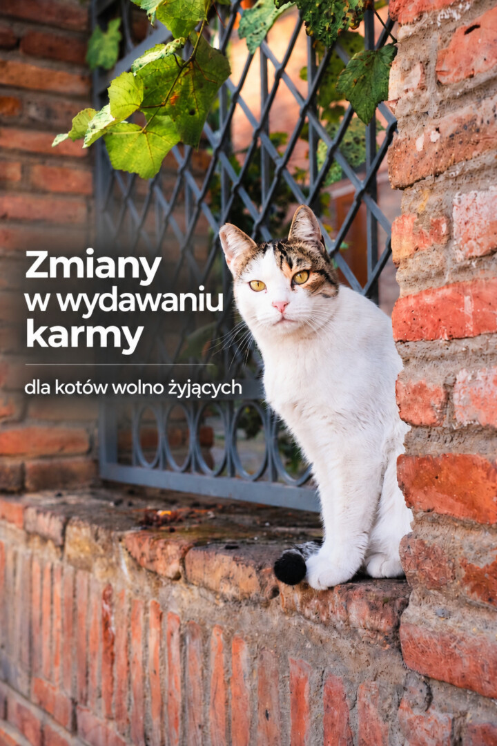 koty wydawanie karmy