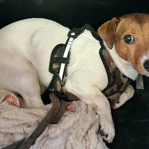 pies w typ. JACK RUSSEL TERRIER biało-brązowy