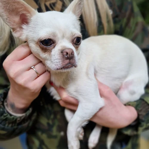 suczka chihuahua biała