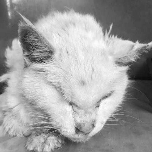 Kot biały na szarym tle