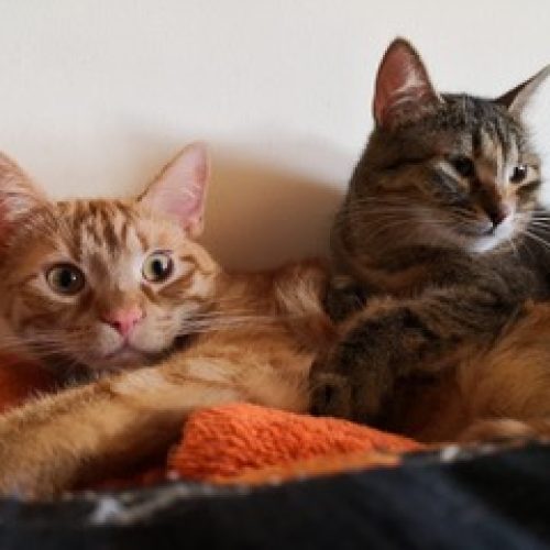 27655162_1648575825234127_8323616889916329819_n