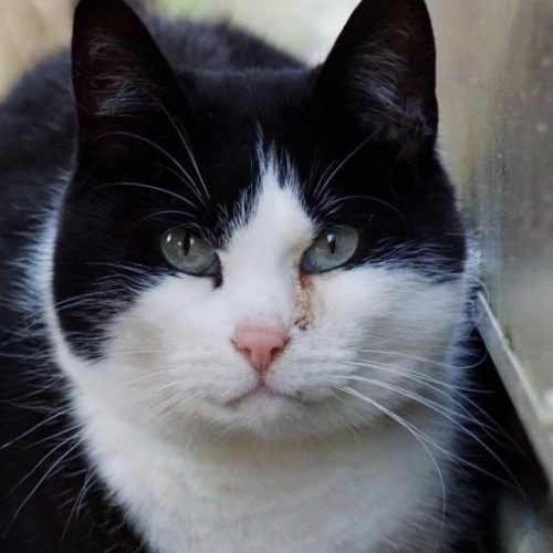 Kot czarno biały portret.