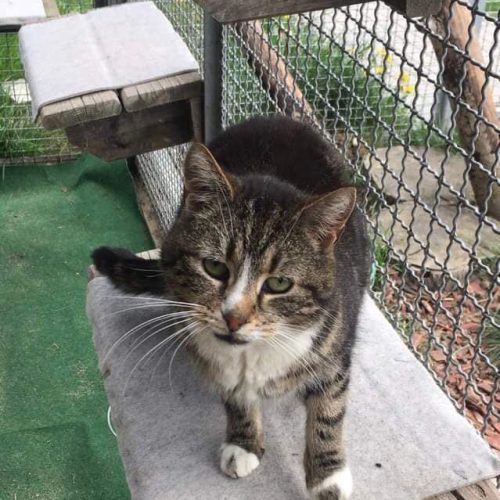 Kot szary pręgowany na drewnianej półce na tle siatki.