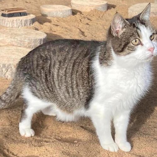 Kot szary pręgowany z białym na tle piasku.