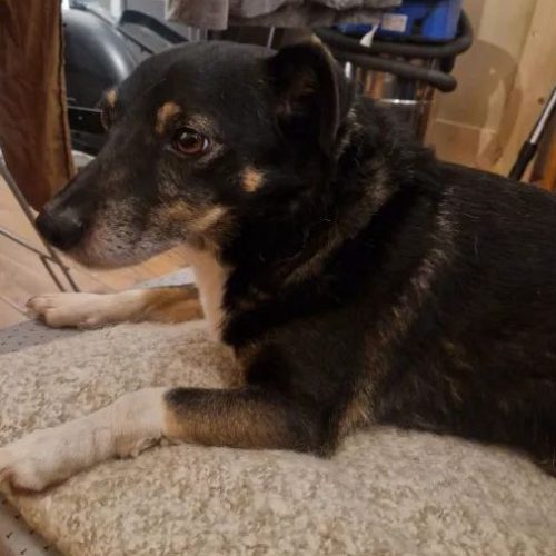 4199757-Znaleziono-pieska-w-Gdansku-Oliwa-Kwietna__kr