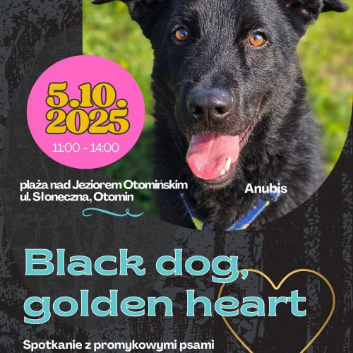 Black dog, golden heart(A4)