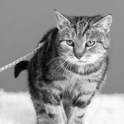 Kot szary pręgowany na biały misiu i szarym tle.