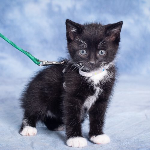 Czarny kot z białym krawatem na białym tle