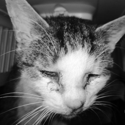 Kotka szara pręgowana z białym pyszczkiem