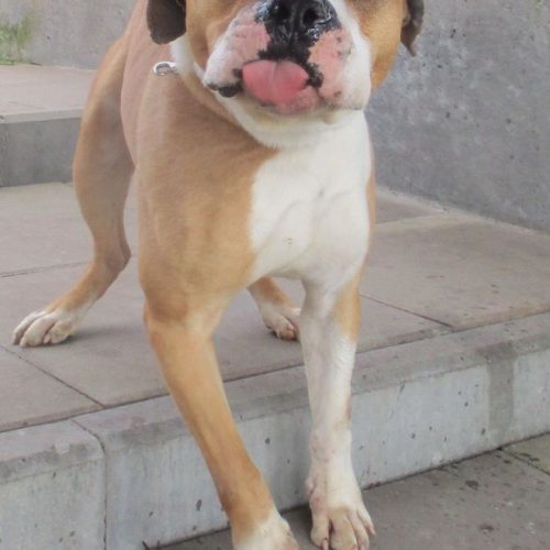 Pies amstaff beżowy z białym na tle kafli chodnikowych